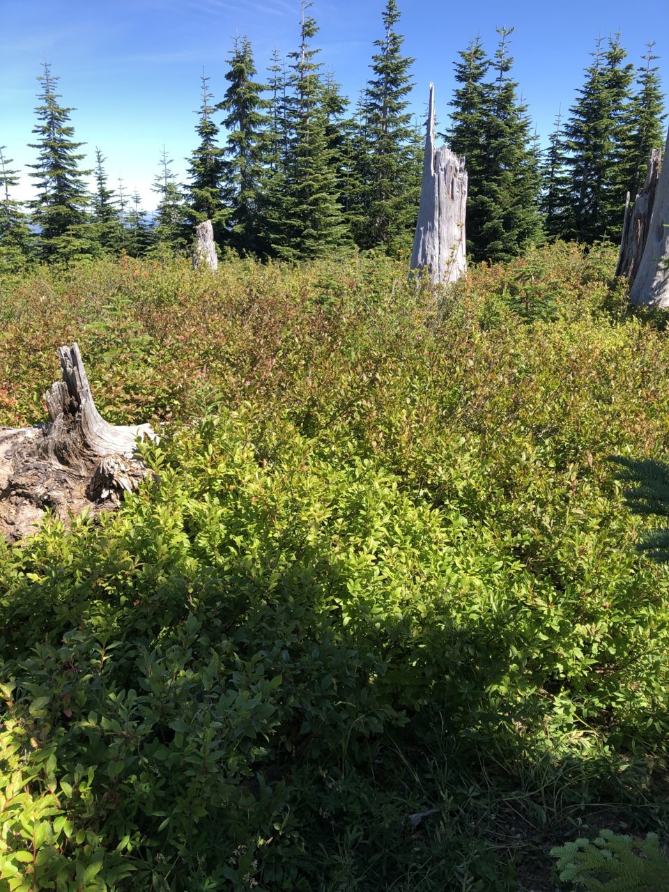 F9D24958-9E16-41CF-A274-131554C45F2C.jpg