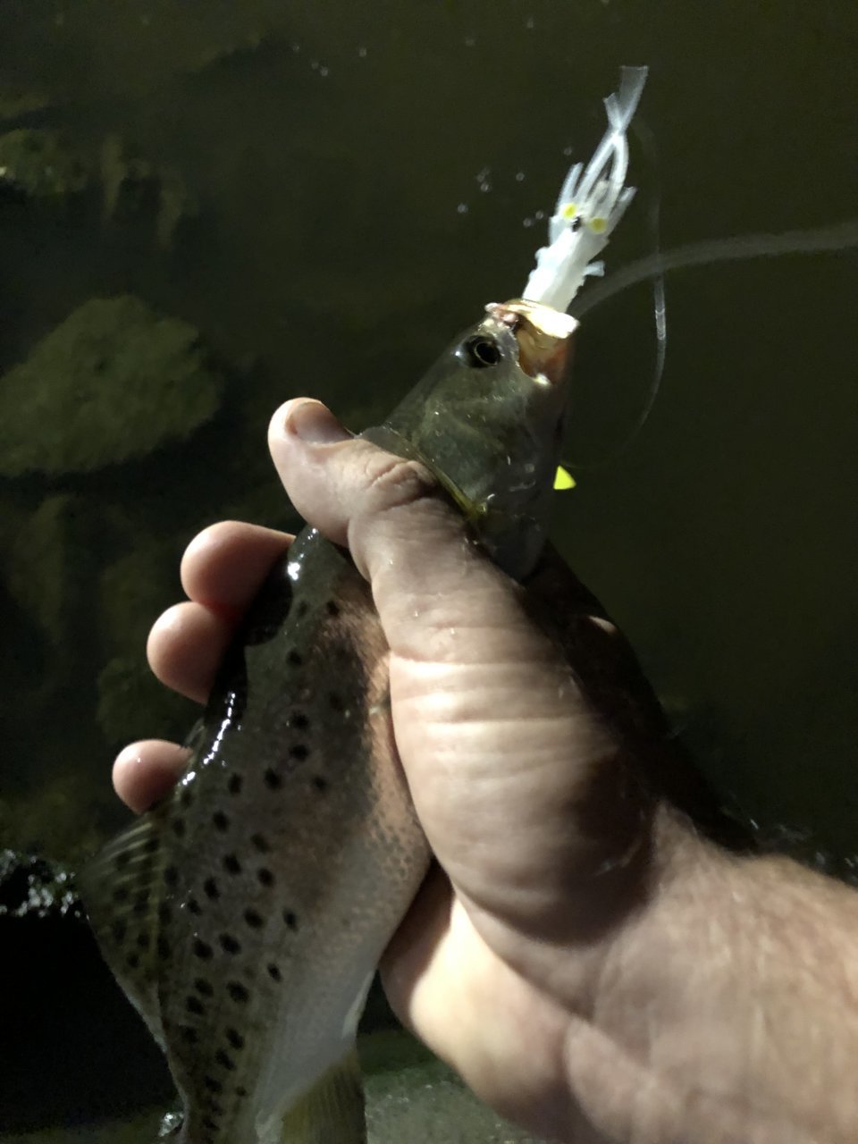 FAA8B05C-6086-49B9-8E59-0008A577CE9D.jpg