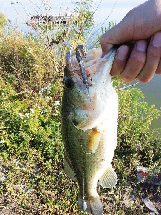 Fall-Bass-Fishing.jpg