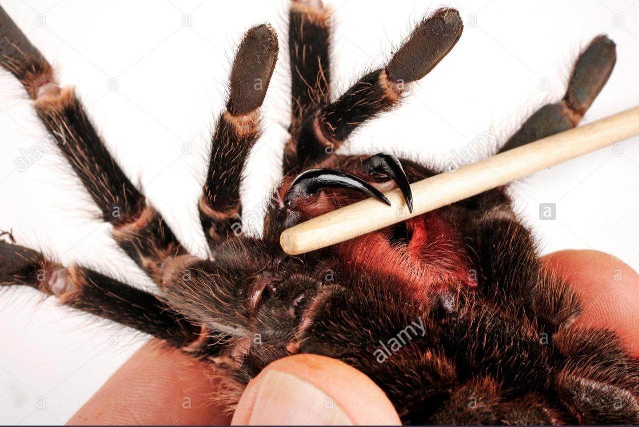 Fangs.jpg