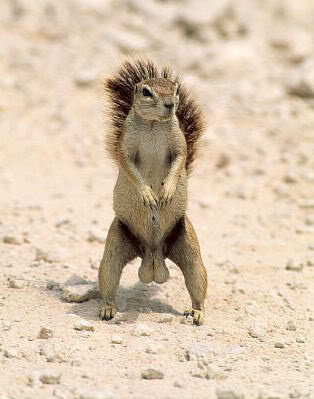 FarkSquirrel_781460940120a7465993f9968325c9c795a99742.jpg