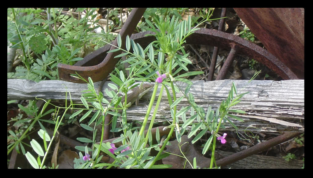 farmlizard_868c41357b2fcc1a0caf1707dc7460943319566f.jpg