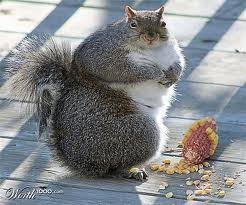 fat-squirrel-2.jpg