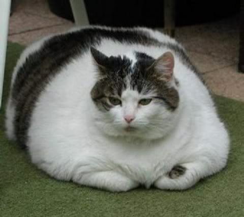 fat_cat_4_2f8c3d85c190efebe678a9880b374cb1938b3972.jpg