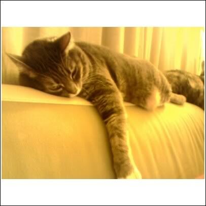 fatcat2_efd0447e96ea8abfaa14f08195bd520efbba0cc5.jpg