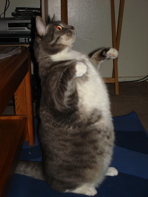fatty_90aa96ce149534514011b7bcff377fbe930ff13f.jpg