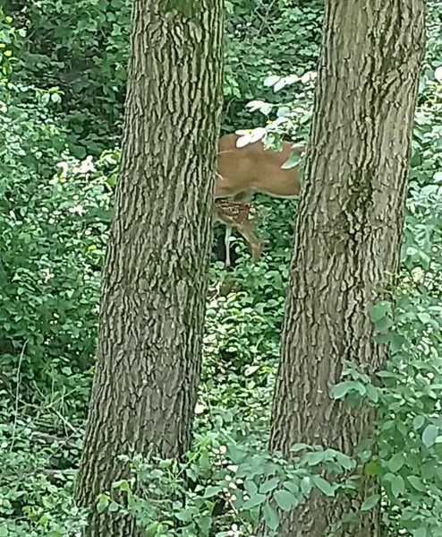 fawn drinking.jpg