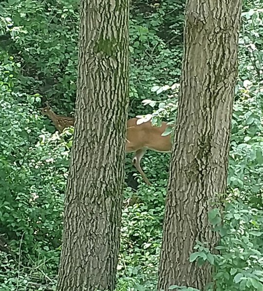 fawn.jpg