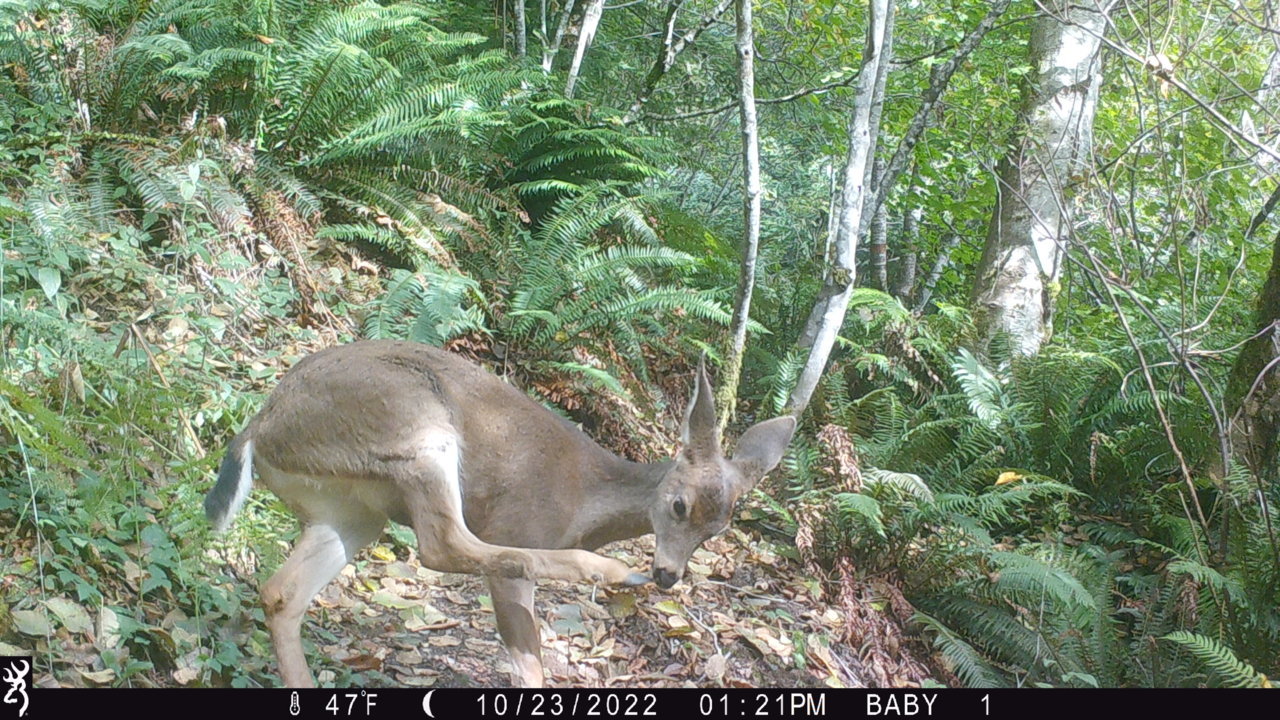fawn.jpg
