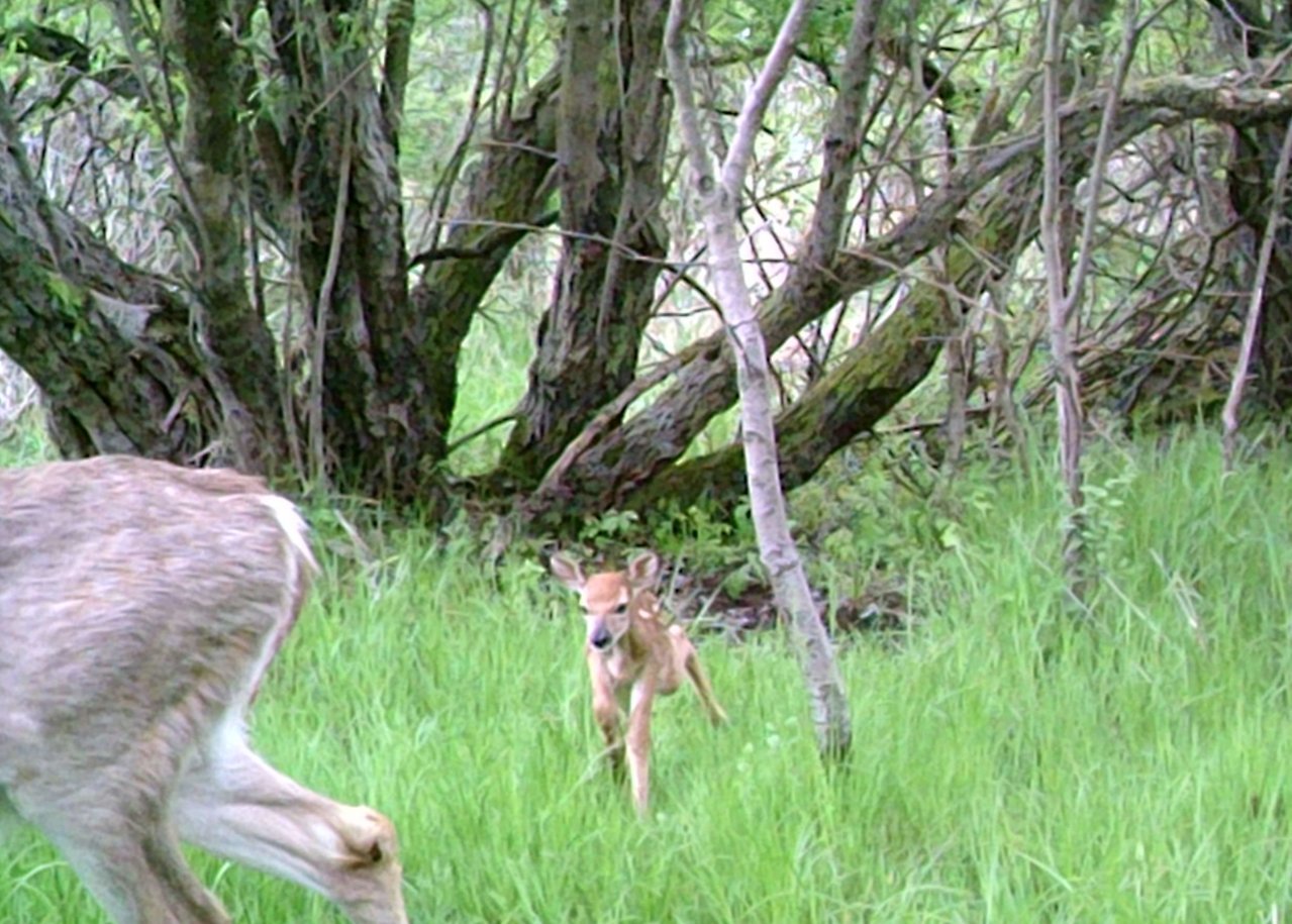 fawn2022.jpg