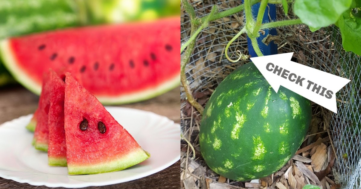 fb-WATERMELONS-RIPE-V1.jpg