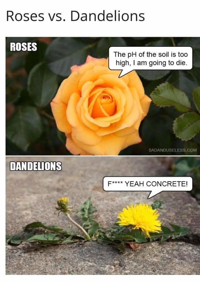 FB_IMG_1588102328480.jpg