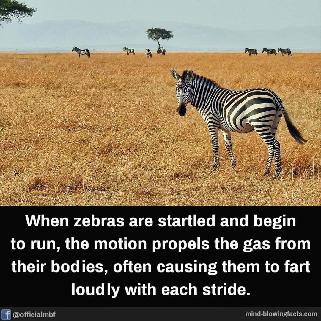 FB_IMG_1606703791111.jpg