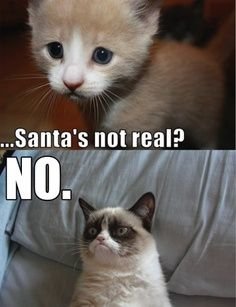 fc315cf6196d766fd61d4e21049e4764--grumpy-cat-meme-grumpy-kitty.jpg
