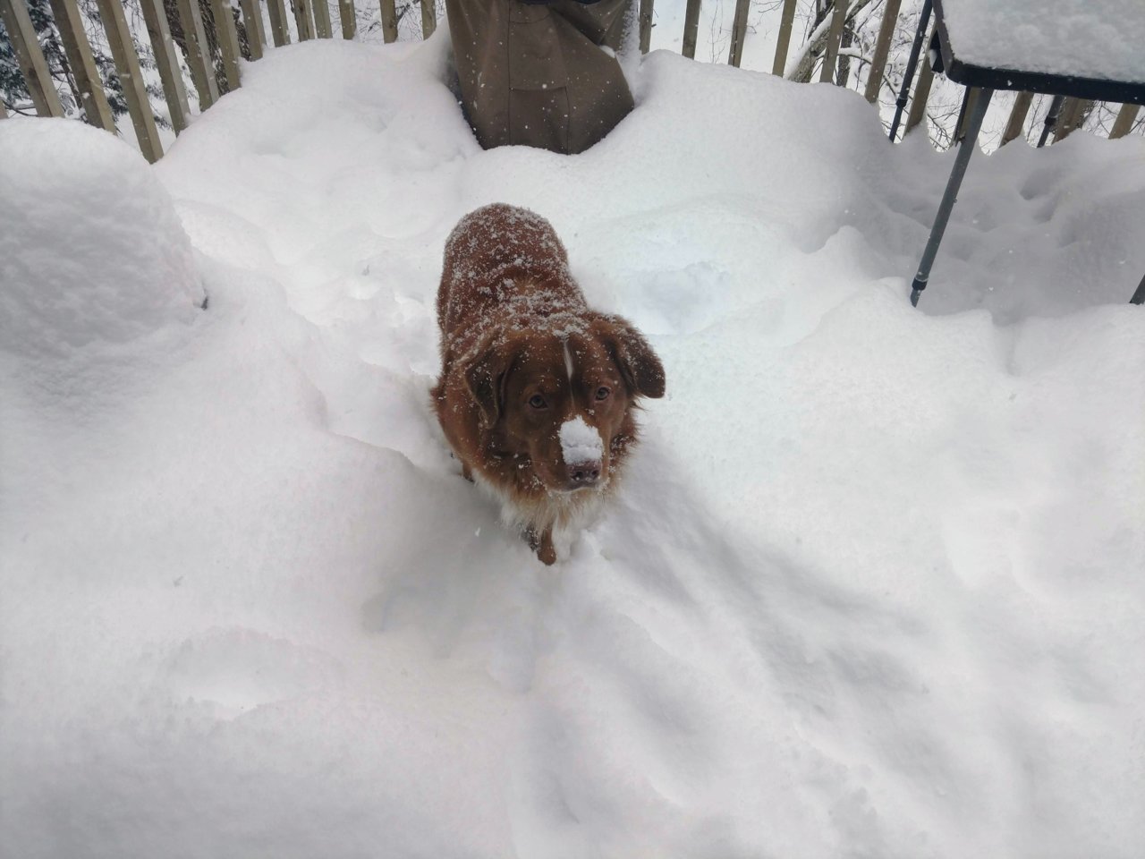 Feb 12 snow dog.jpg