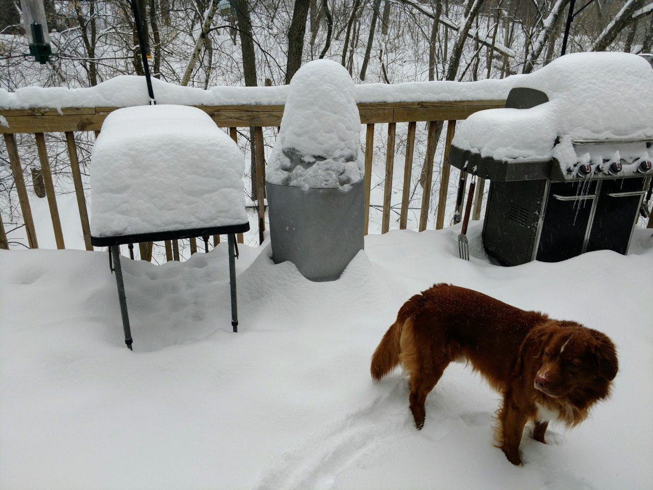 Feb 20 morning snow.jpg