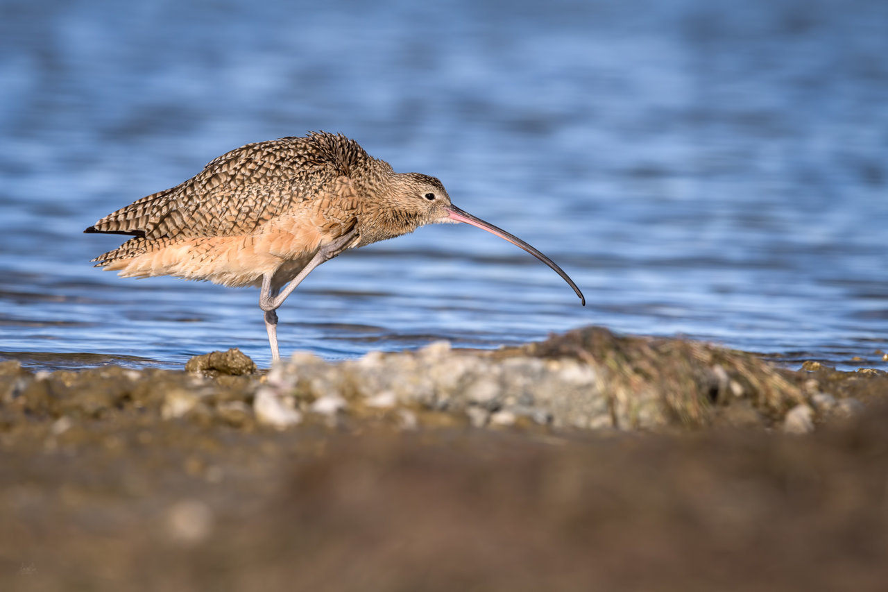 FEB_1006 - Long Billed Curlew.jpg