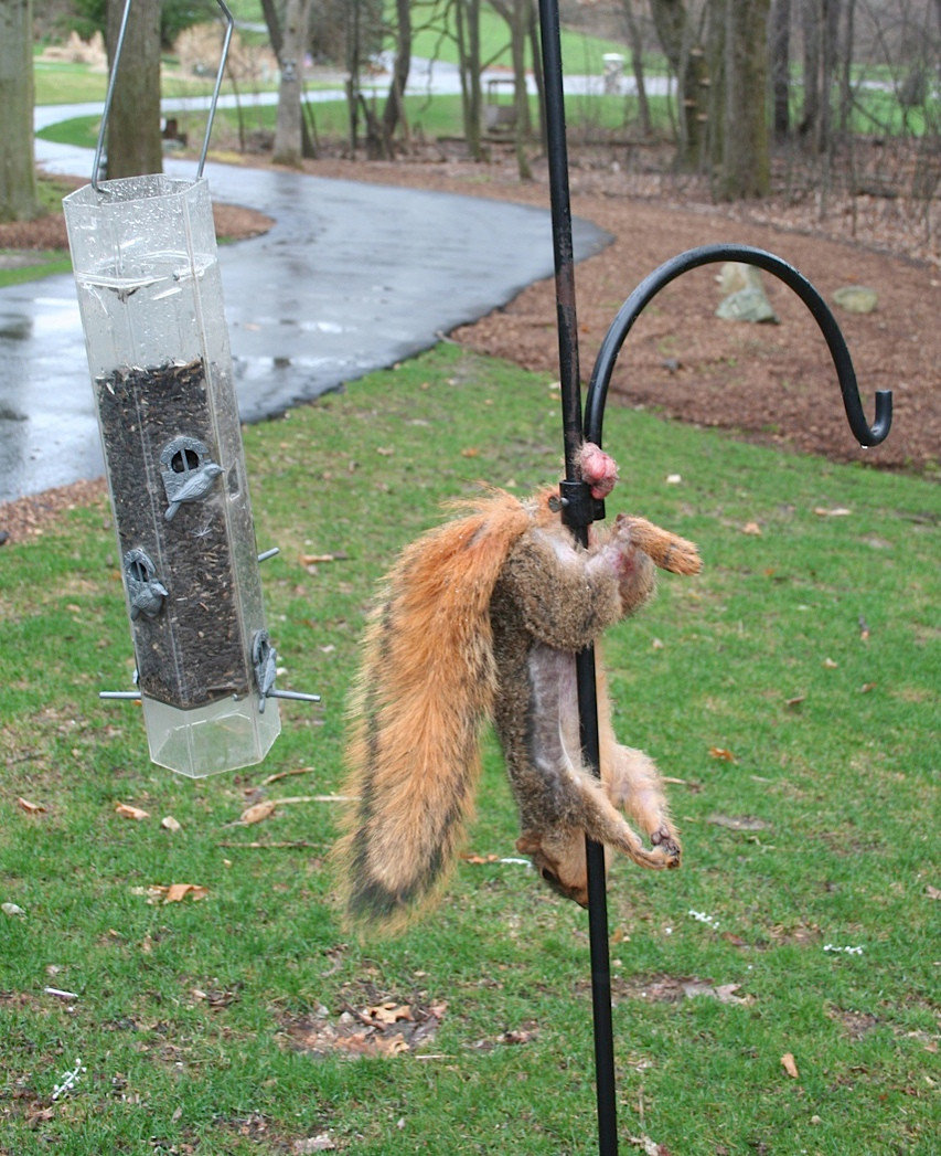 feeder.jpg