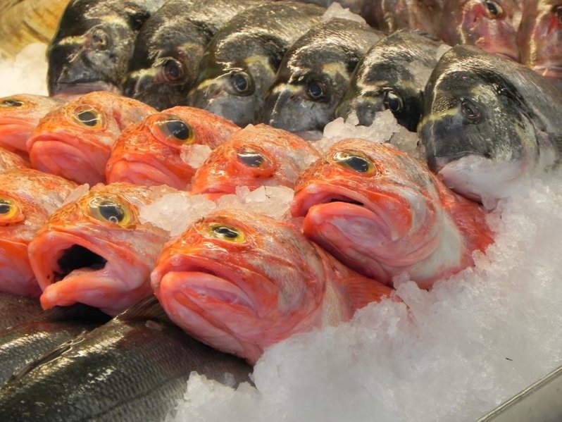 Feesh.jpg