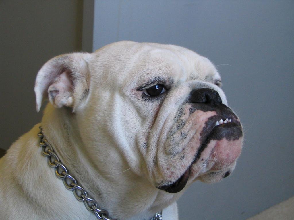Female_English_Bulldog_zps02c227b8_6f3da0d6b002b1b21bacf9256c4a9f6d969c5189.jpg