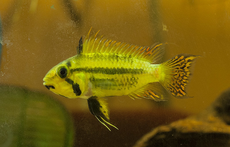female_zps490a896e_3fe16feb429337ebdd4b113cbf892d53e0124213.jpg