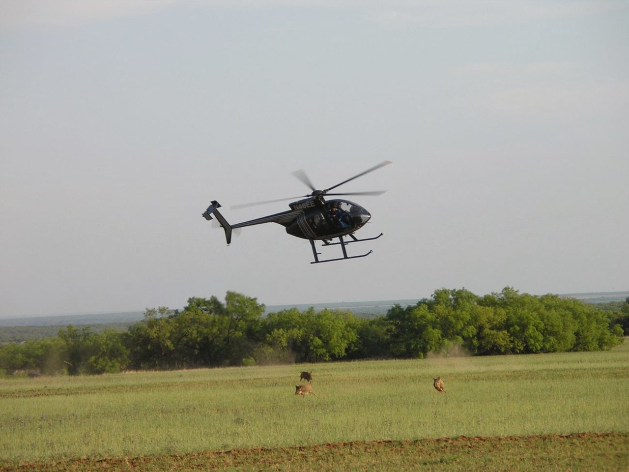 Feral_hog_hunt_by_helicopter_TX_WS.jpg