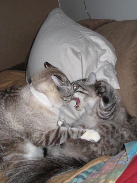 ferocious kitties.jpg