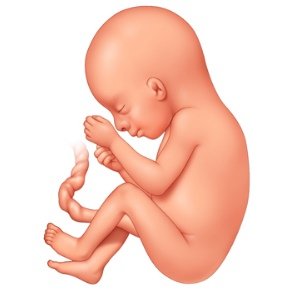 Fetal-Growth.jpg