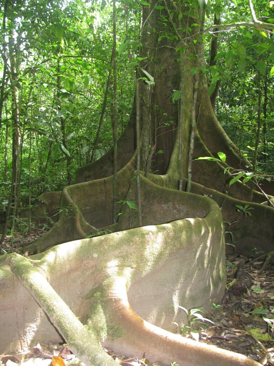 fig.jpg