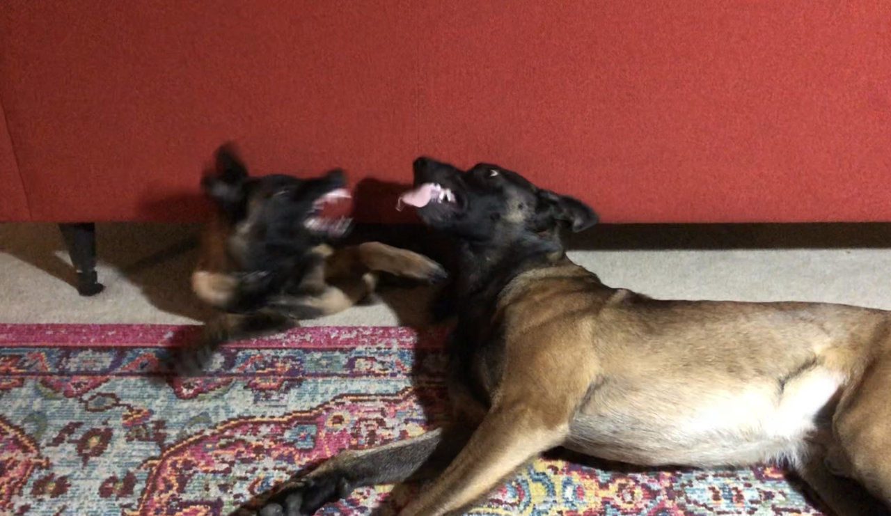 FIGHT.jpg