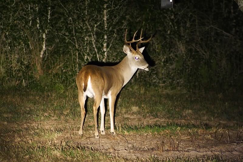 filtered_6Pointer2-1_79e6a17d3834fe37483df977146b52f9e27e0351.jpg