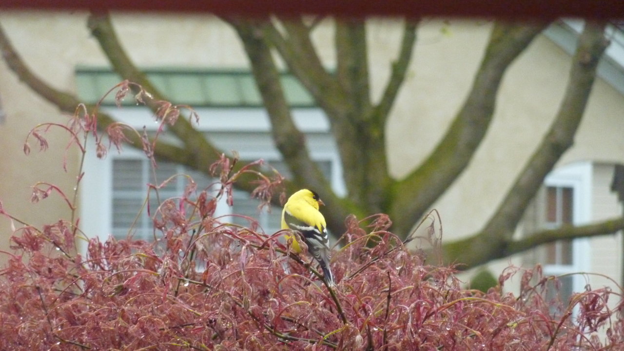 Finch.jpg