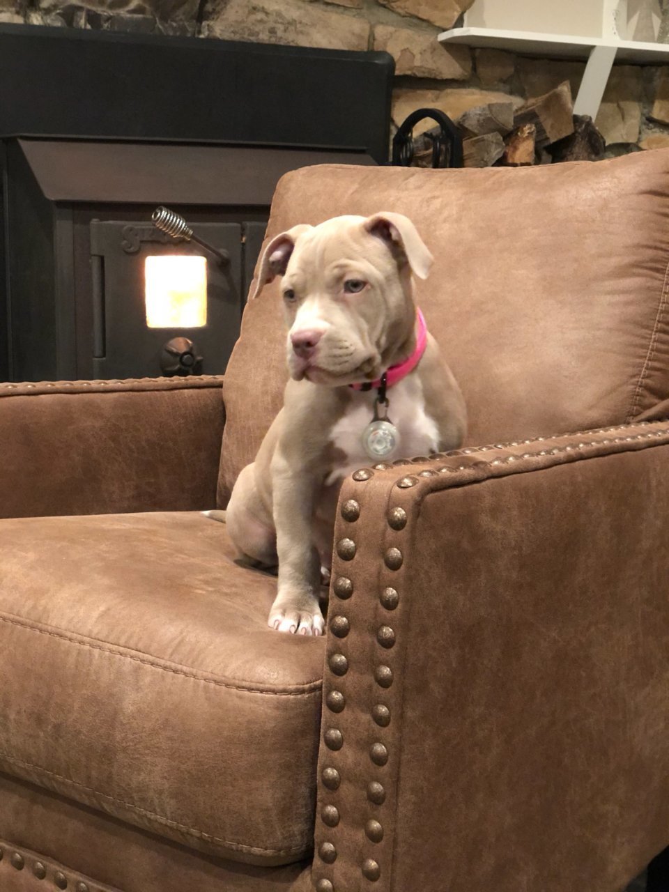 fire pup.jpg