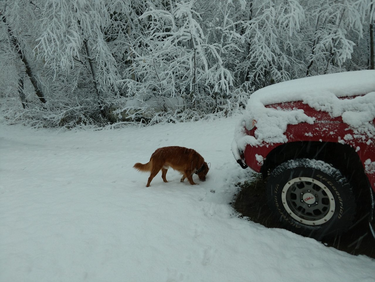 First snow of year.jpg