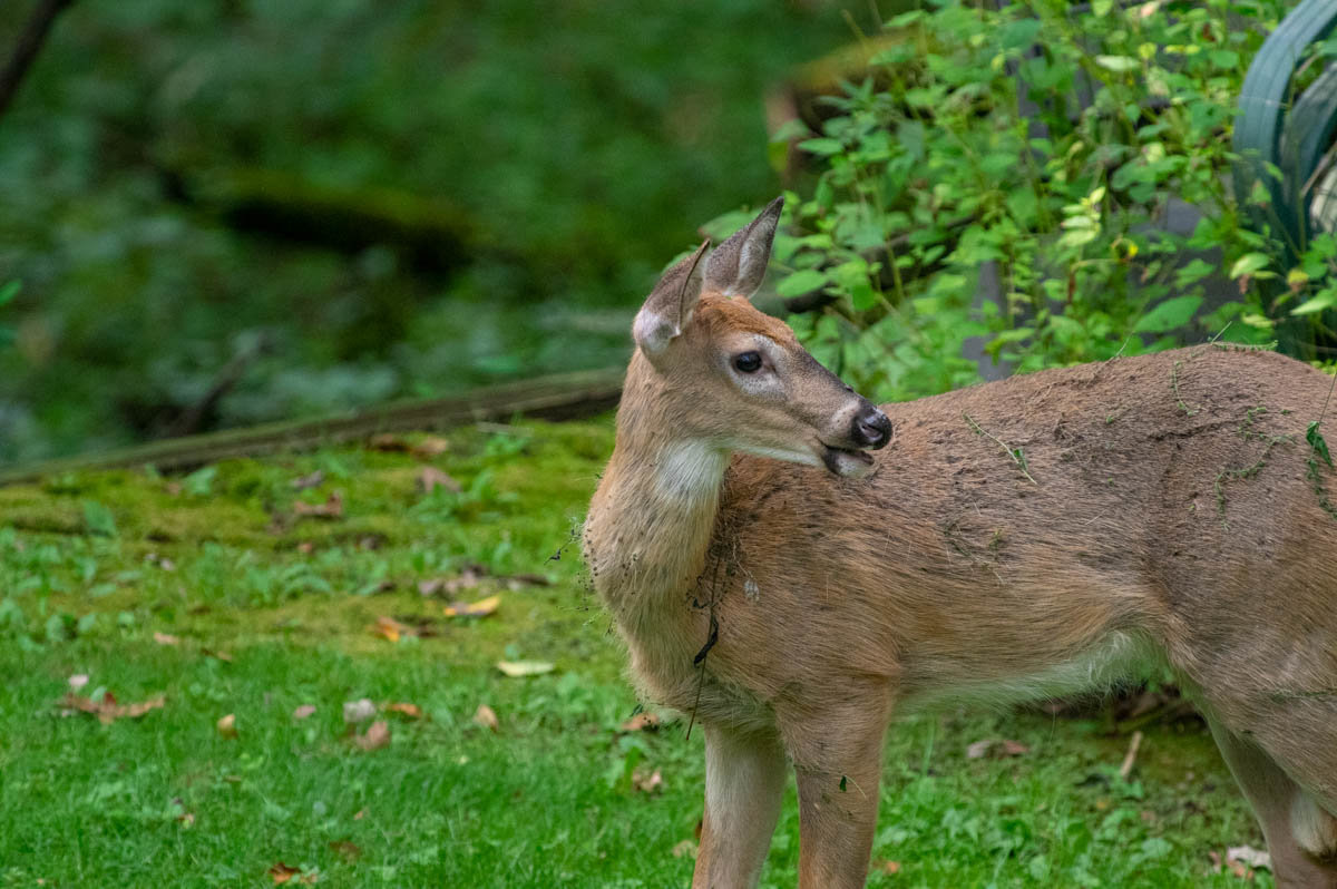first year doe backyard.jpg