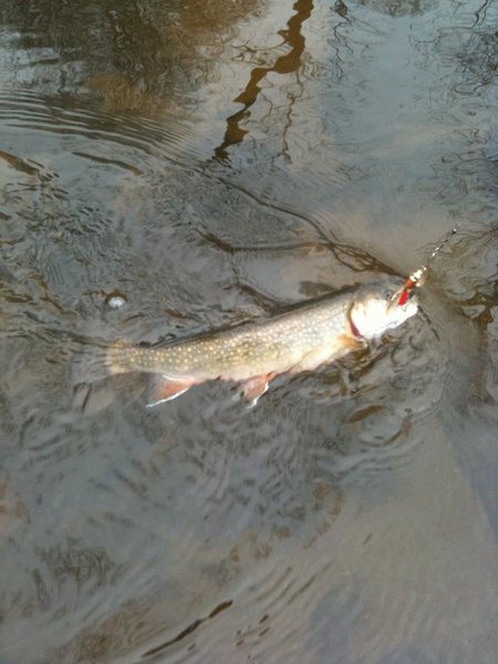 fish 001.jpg