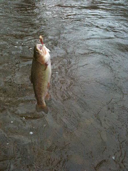 fish 005.jpg