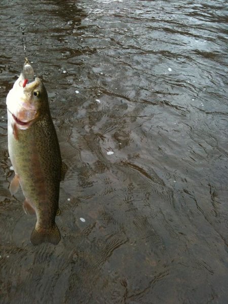 fish 008.jpg