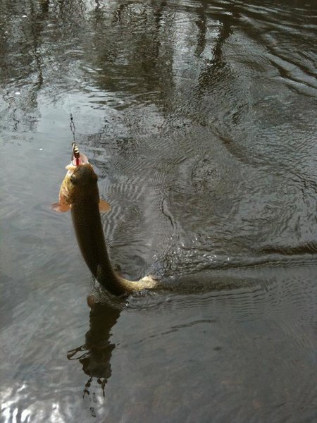 fish 015.jpg