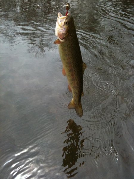 fish 016.jpg