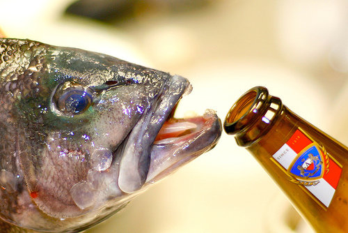 fish-drinking-beer.jpg