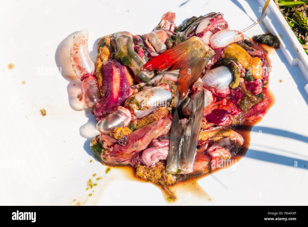 fish-guts-offal-on-white-P6AKXP.jpg