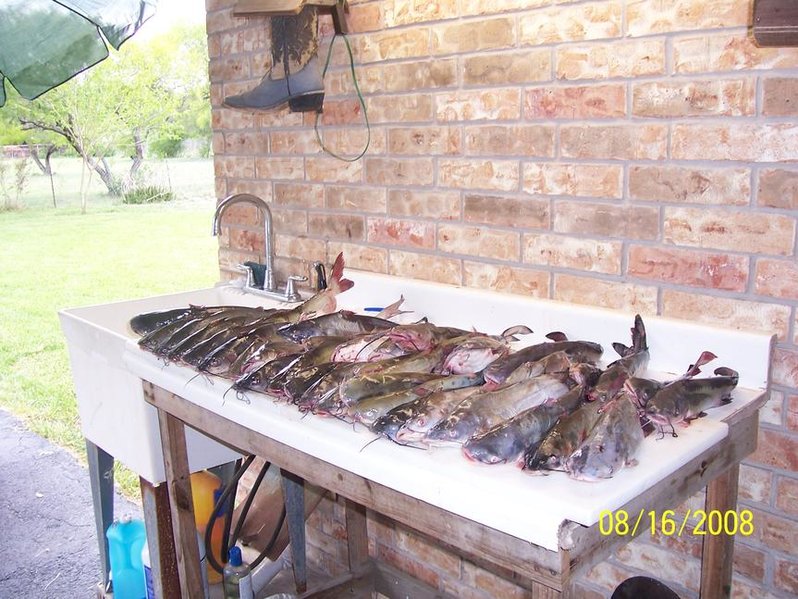 fish.jpg