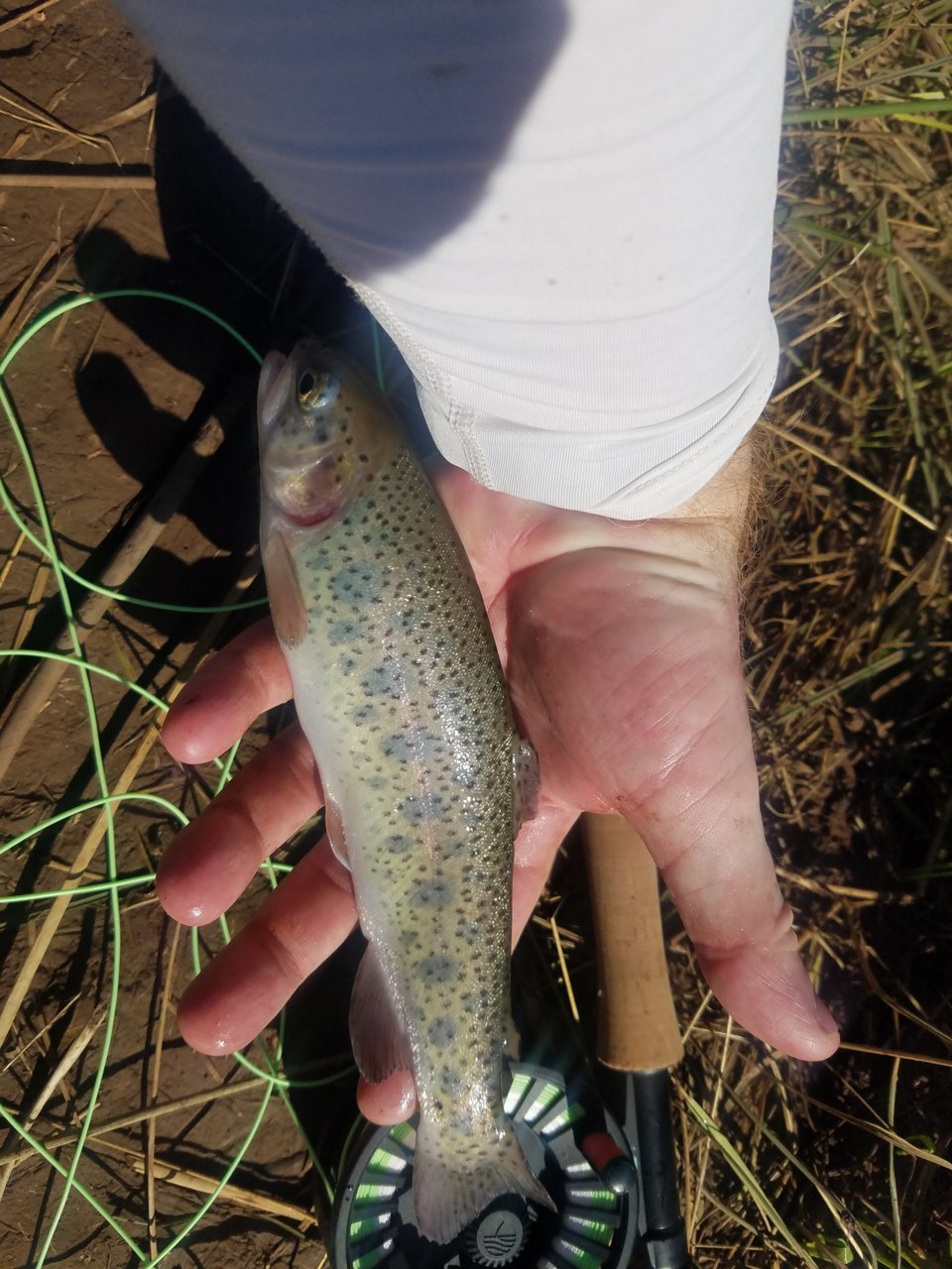 fish.jpg