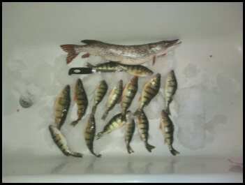 Fish.jpg