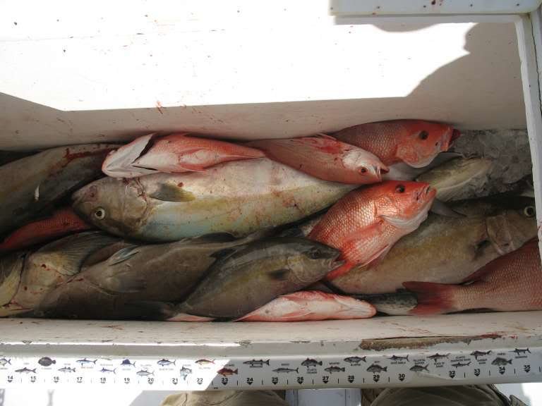 fish001_a9e0ccc744b5dd7246d346546121ffe135a9079e.jpg