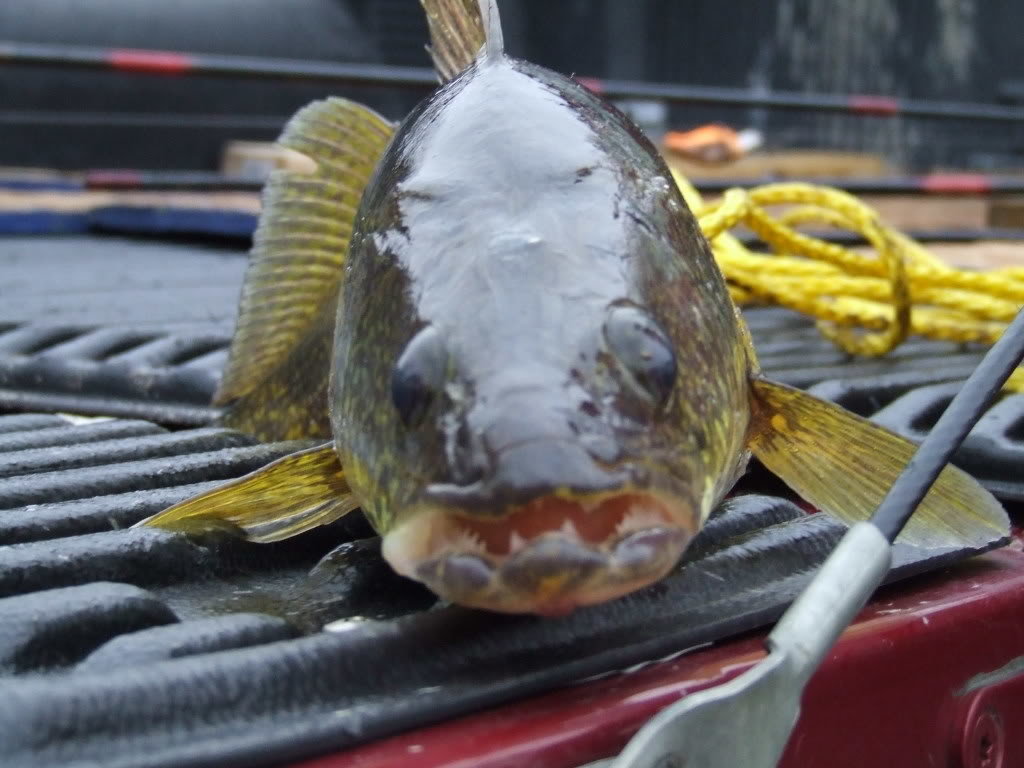 fish011_d88bc3054a3a44cab7ef2a891af9f4b2e8f0eb45.jpg