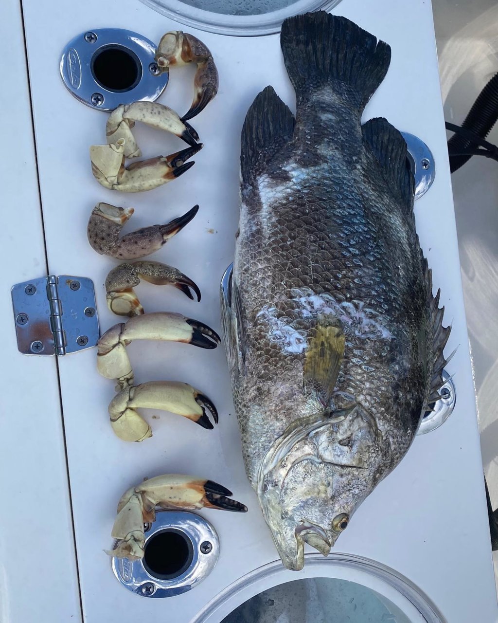 fish1.jpg