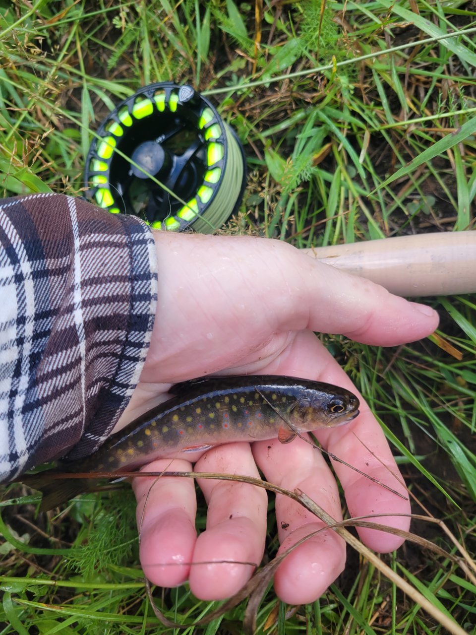 fish1.jpg