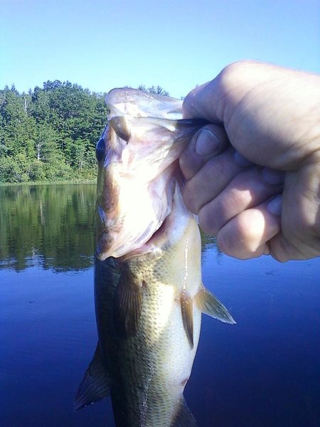 fish11.jpg